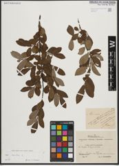 Foto von Salix aurita L.